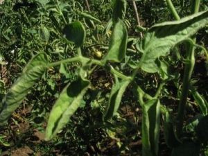 Majani-ya-nyanya-yalivyojikunja-kutokana-na-ugonjwa-wa-batobato