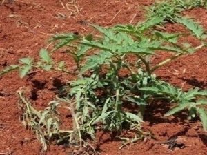 Mmea-umenyauka-kwa-sababu-ya-ugonjwa-wa-mnyauko-bakteria