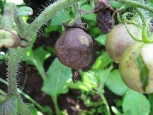 Matunda-ya-nyanya-yaliyoathiriwa-na-ukungu-chelewa