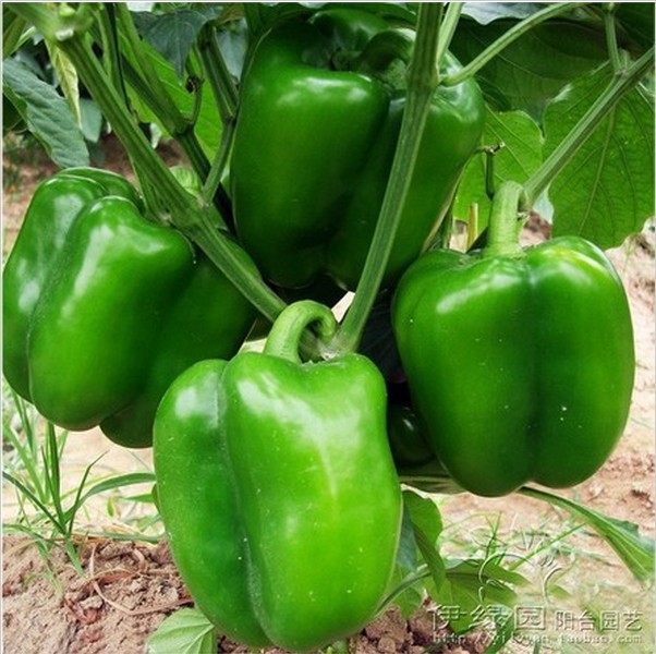 pilipili hoho tayari kwa kuvuna
