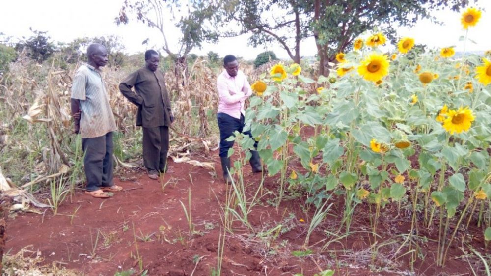 Wakulima wa alizeti wakishauriana na mtaalamu wa kilimo
