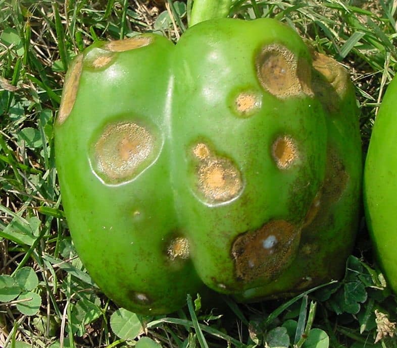Pilipili hoho yenye dalili za ugonjwa wa chule