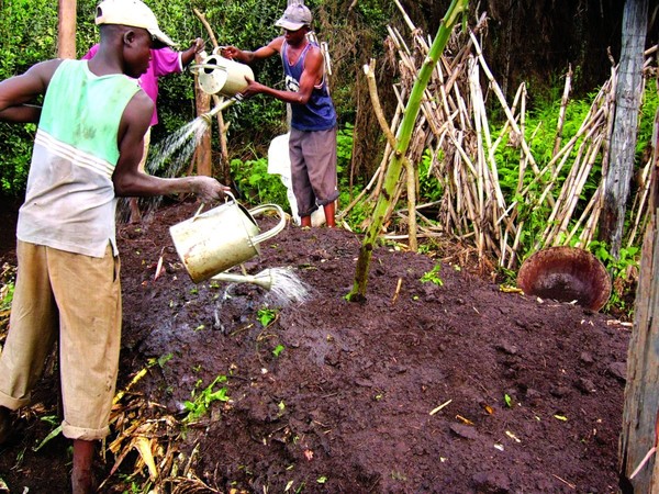 Read more about the article Mbolea vunde [Mboji]: Jinsi ya kutengeneza, matumizi na faida zake