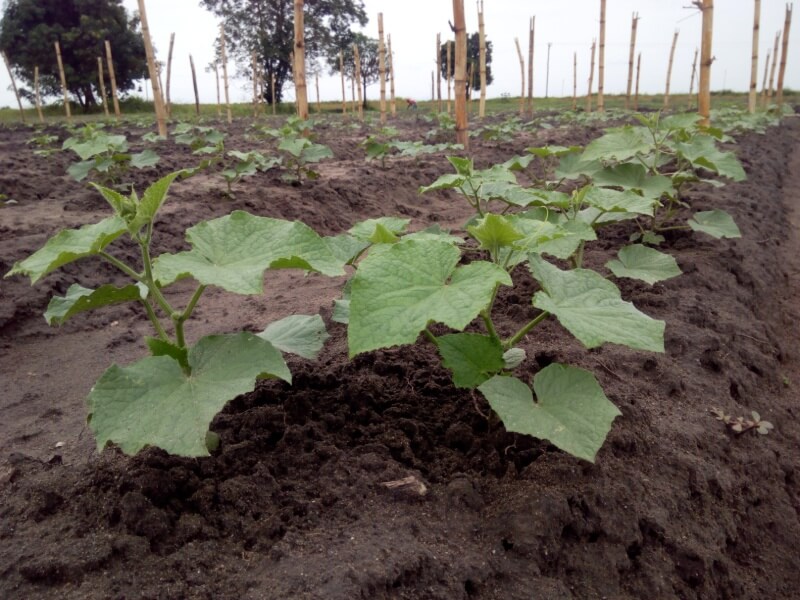 Shamba la matango
