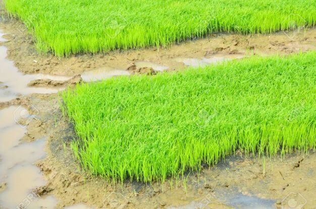 Read more about the article Jinsi ya Kuandaa na Kutunza Kitalu cha Mbegu ya Mpunga