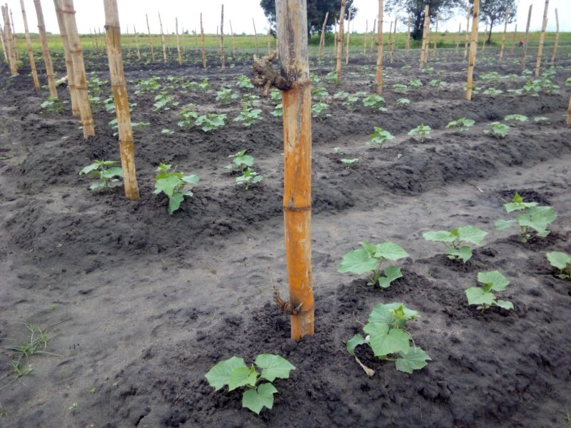 mimea michanga ya matango