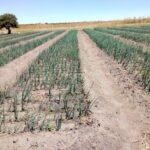Shamba la vitunguu