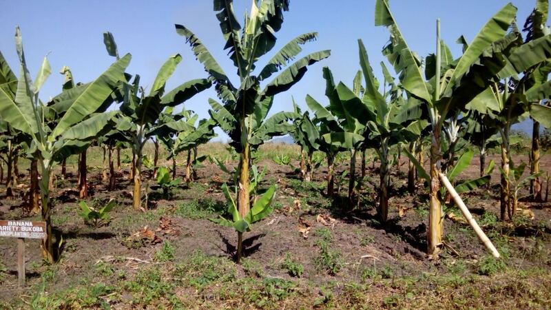 Shamba la migomba