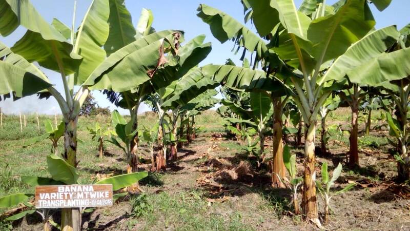 Shamba la migomba linalotunzwa vizuri