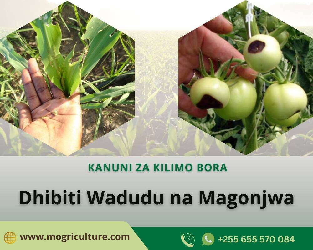 Dhibiti wadudu na magonjwa kwa wakati