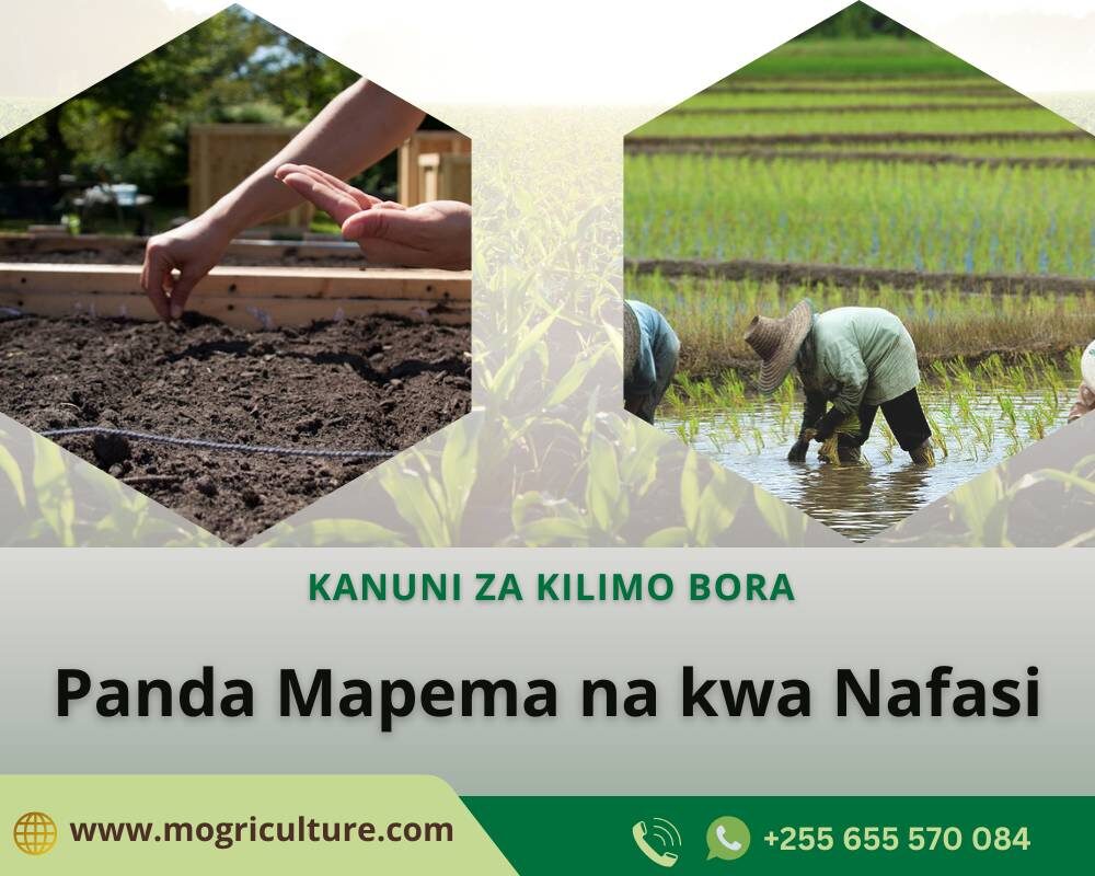 Panda kwa wakati na kwa nafasi