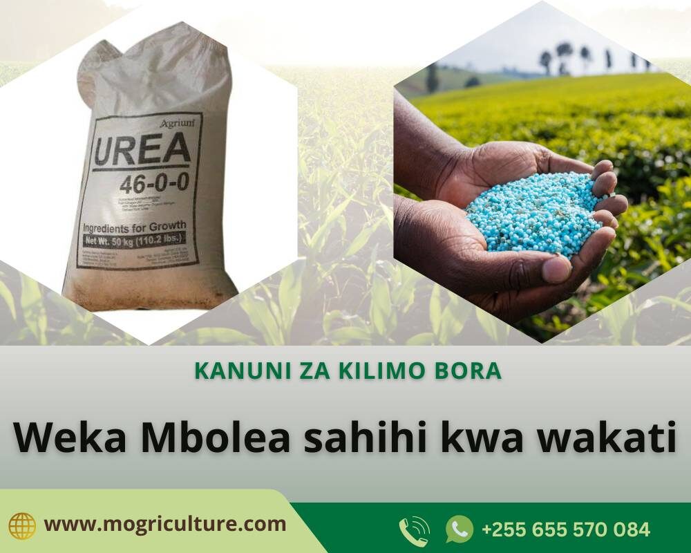 Weka mbolea sahihi kwa wakati