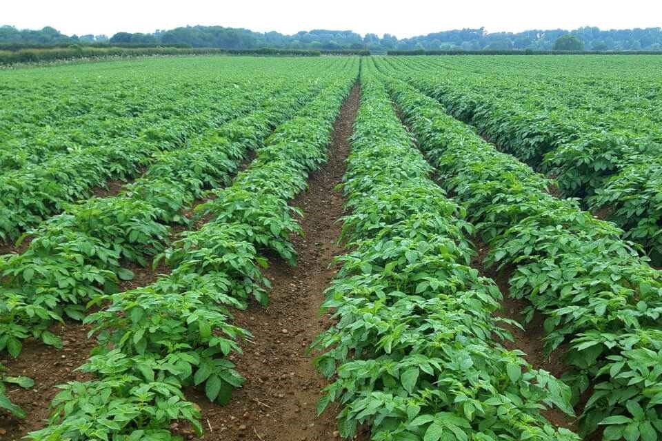 Shamba la viazi mviringo vilivyostawi vizuri