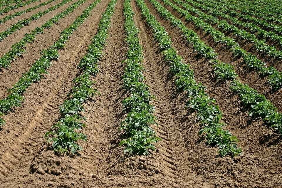 Shamba la viazi mviringo