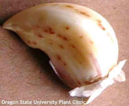 bulb mites