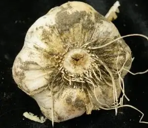 fusarium basal rot
