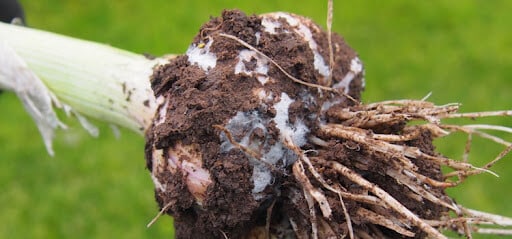 garlic white rot