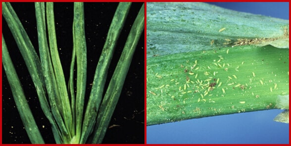 onion thrips