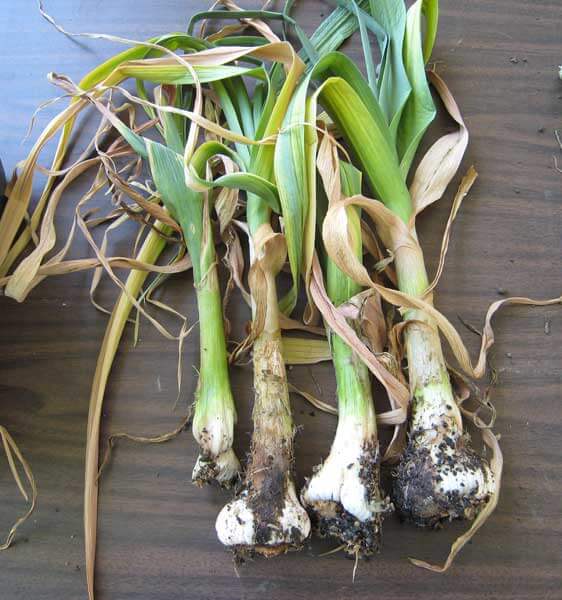 stem and bulb nematode