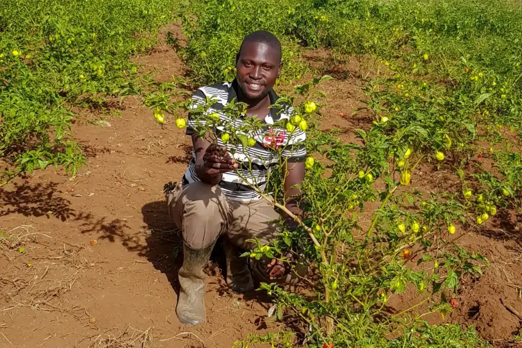 Mkulima akiwa kwenye kwenye shamba lake la pilipili mwendokasi
