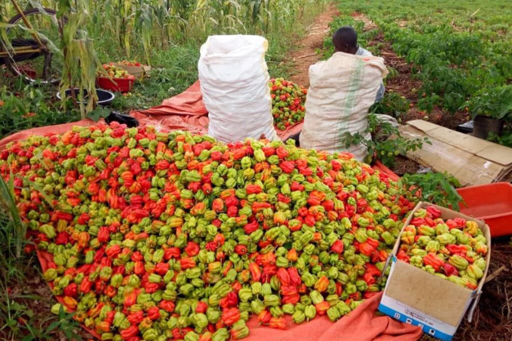 Pilipili zikiwa zimekusanywa shambani baada ya kuchumwa